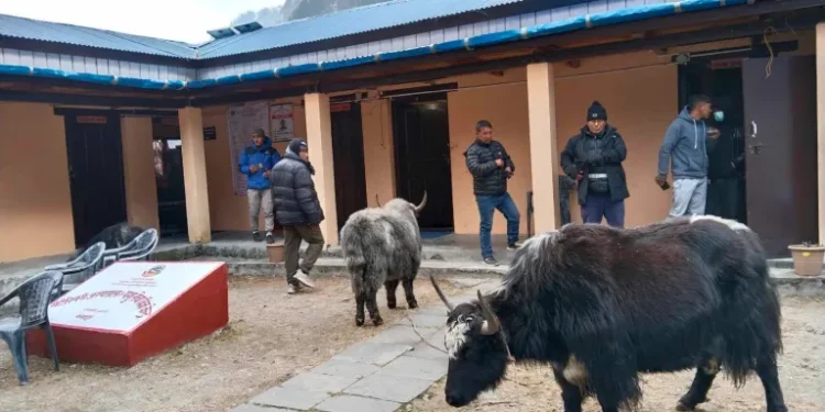 नस्ल सुधारका लागि ल्याइएका याक दुब्लाउँदै गए
