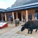 नस्ल सुधारका लागि ल्याइएका याक दुब्लाउँदै गए