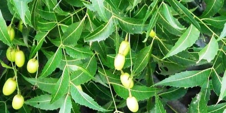 नीरमसीको औषधीय महत्व