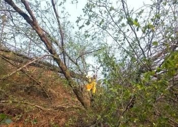 बुद्धचित्तको बोट काटिएको घटनामा थप एक जना पक्राउ