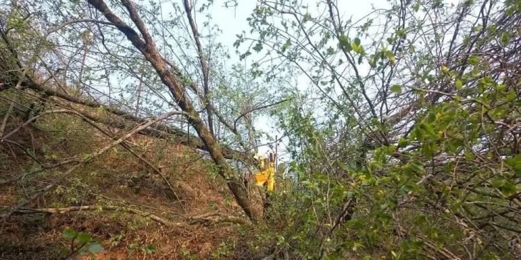 बुद्धचित्तको बोट काटिएको घटनामा थप एक जना पक्राउ