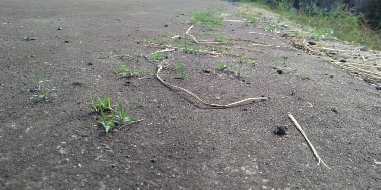 कालोपत्र गरिएको सडकमा चार महिनामै घाँस उम्रियो