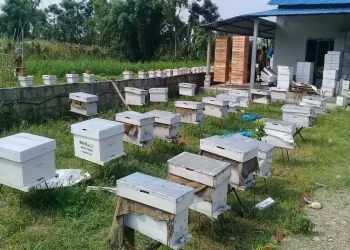मौरीपालक कृषक बढ्दै, मह उत्पादन भने घट्दै