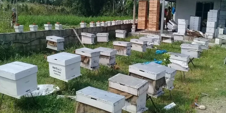 मौरीपालक कृषक बढ्दै, मह उत्पादन भने घट्दै