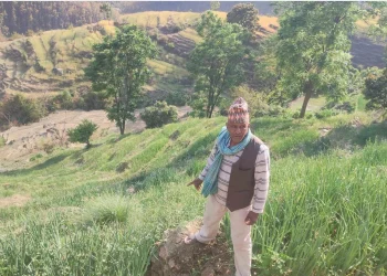 डोटीमा प्याज खेतीप्रति बढ्दो आकर्षण, तर विक्रीकै समस्या
