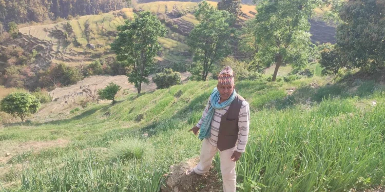 डोटीमा प्याज खेतीप्रति बढ्दो आकर्षण, तर विक्रीकै समस्या