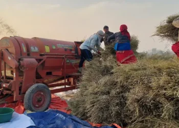 नवलपरासीका किसान तोरीखेतीतर्फ आकर्षित