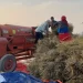 नवलपरासीका किसान तोरीखेतीतर्फ आकर्षित