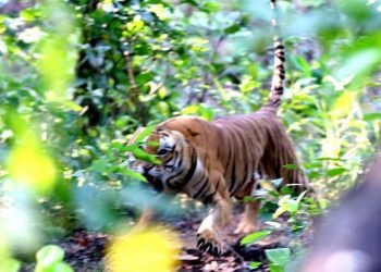 भक्तपुरमा बाघको आक्रमणबाट एक बालिका गम्भीर घाइते