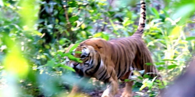 भक्तपुरमा बाघको आक्रमणबाट एक बालिका गम्भीर घाइते