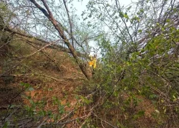 बोधिचित्तको रुख काटेको आरोपमा चार जना पक्राउ