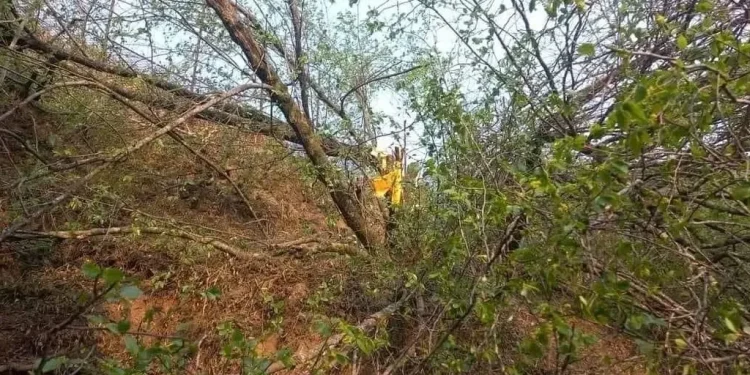 बोधिचित्तको रुख काटेको आरोपमा चार जना पक्राउ