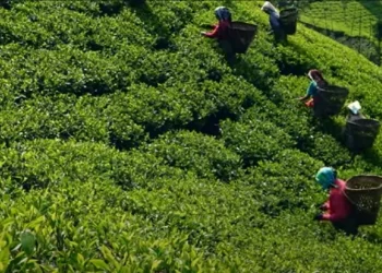 चिया निर्यातमा भारतीय अवरोध हट्यो