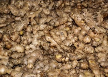 अदुवा उत्पादक कृषक मारमा