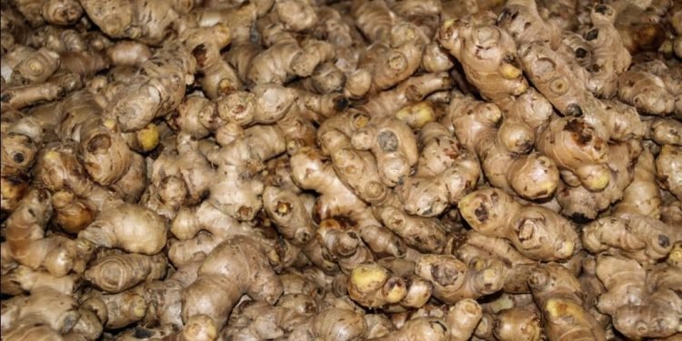 अदुवा उत्पादक कृषक मारमा