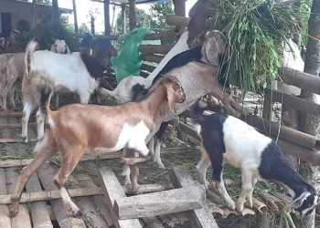 अनुदान पाएसँगै व्यावसायिक बाख्रापालनमा चेपाङ समुदाय