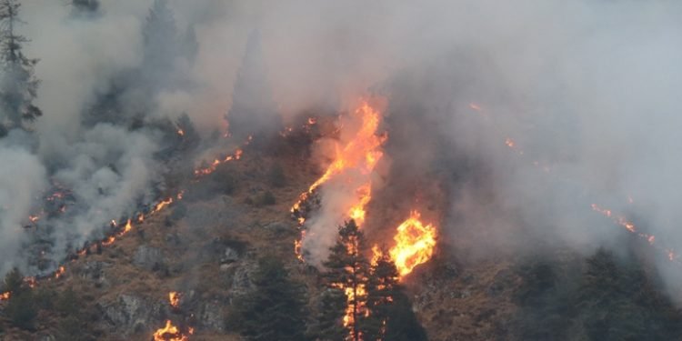 रामेछापको चार हजार पाँच सय हेक्टर वन सखाप