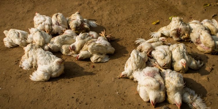 भारतमा बर्डफ्लुको प्रकोप, झण्डै एक हजार पक्षी मारिए