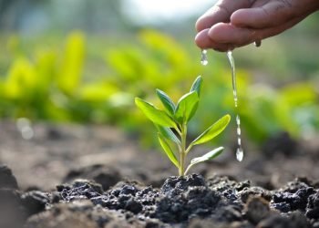 ऐनापहरामा ‘एक कर्मचारी ,एक फूलको बिरुवा’ रोप्ने अभियान