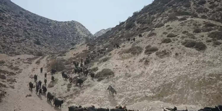 मुस्ताङका च्याङग्राको भुवा परीक्षण