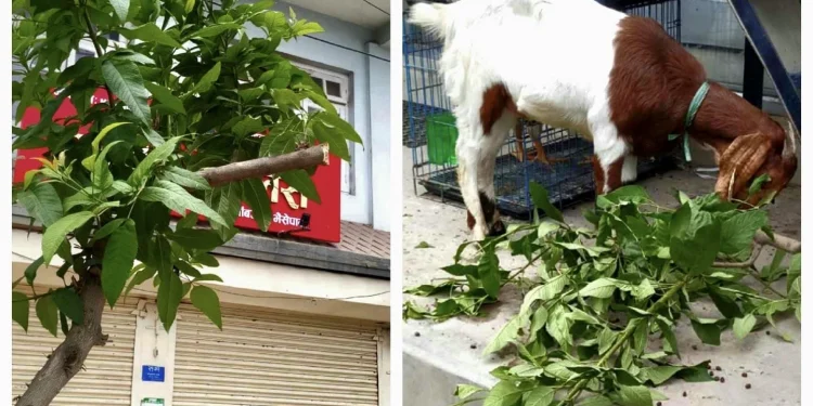 रुखको हाँगा काट्दा पाँच हजार जरिवाना