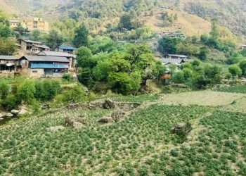 भाँगो र आलुसँग चामल साट्दै रमुवाका बासिन्दा