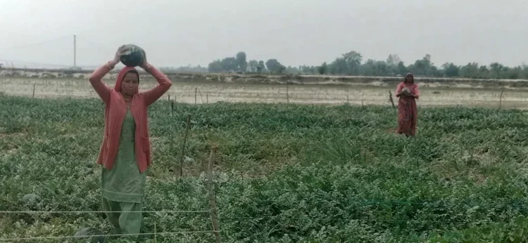 दोदा बगरमा सागसब्जी फलाएर आकर्षक आम्दानी गर्दै पाँच सय किसान