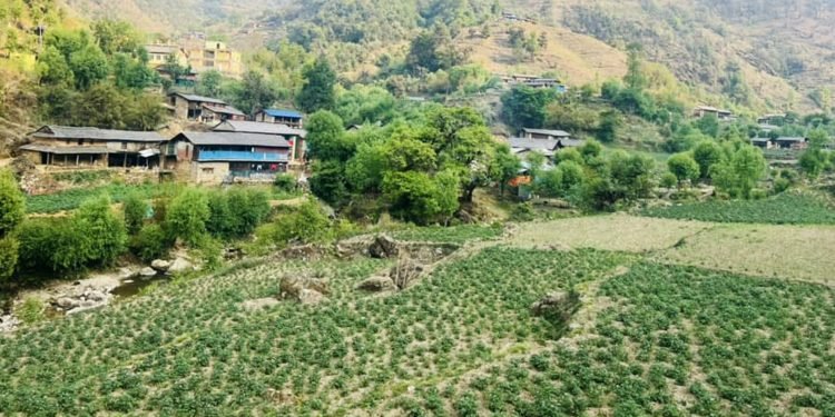 भाँगो र आलुसँग चामल साट्दै रमुवाका बासिन्दा