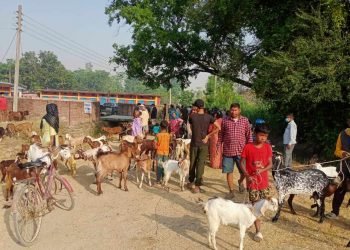 सात हजार पशुपन्छीको उपचार