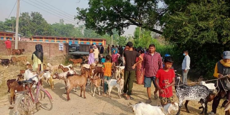 सात हजार पशुपन्छीको उपचार