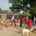 सात हजार पशुपन्छीको उपचार