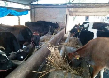 पशुपालक किसानलाई आत्मनिर्भर बनाउन पालिकाको अनुदान