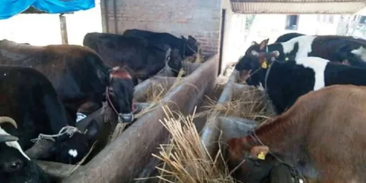 पशुपालक किसानलाई आत्मनिर्भर बनाउन पालिकाको अनुदान