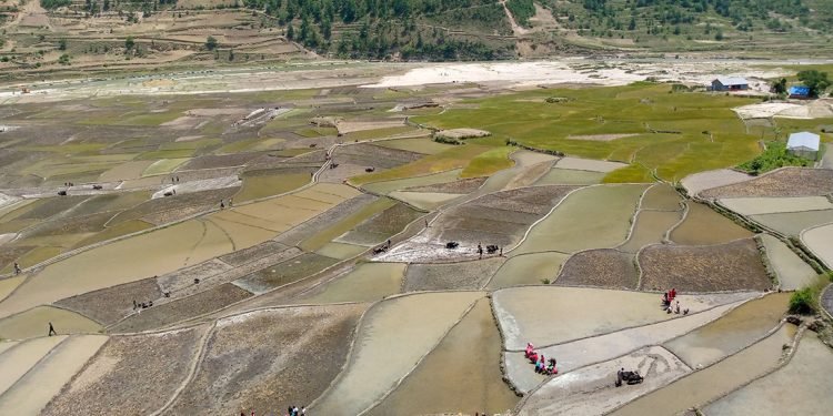 खडेरीले बारामा दक्षिणी भागमा रोपाइँ भएन