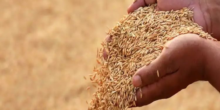 परम्परागत जातका धानको बीउ किसानलाई ‘पैँचो’