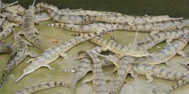 प्रजनन केन्द्रमा हुर्काइएका घडियाल नारायणीमा छाडियो