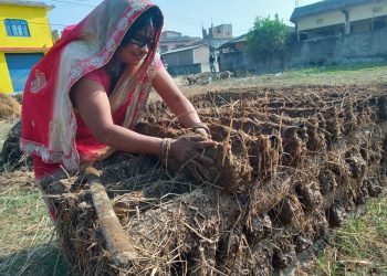 प्रचण्ड गर्मीमा ‘गुइँठा’ बनाउँदै महोत्तरीका गृहिणी