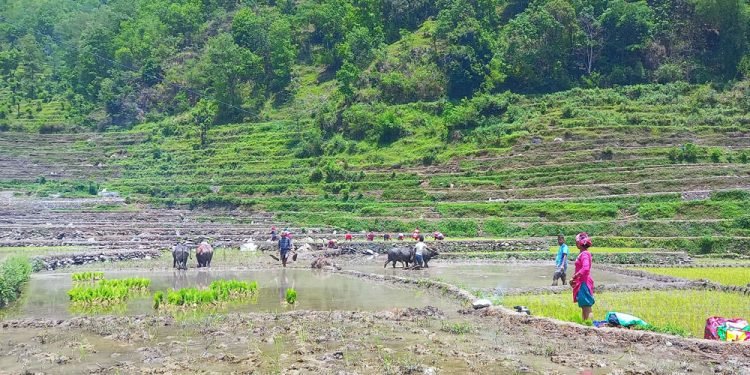 जुम्लाका किसानलाई मार्सी रोपाइँको चटारो