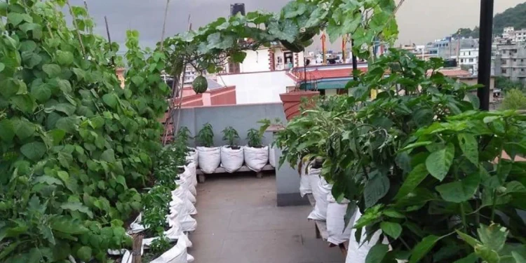 बनेपाका एक हजार घरमा ‘कौसी खेती’