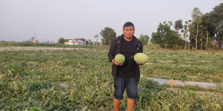 खरबुजा खेतीबाट आकर्षक आम्दानी गर्दै नवलपुरका मीनबहादुर