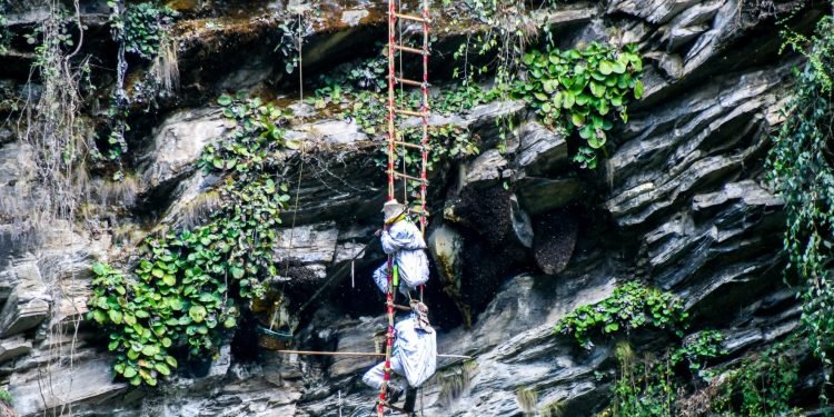 आयआर्जनको माध्यम बन्दै मह सिकार