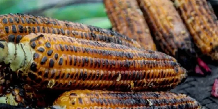 मकै पोलेर जीविका चलाउँदै सुकुम्बासी शिविरका महिला