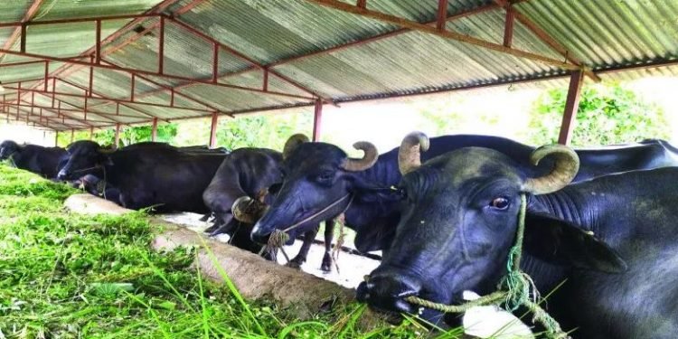 गाई भैँसीको नश्ल सुधार गर्न ३८ करोड विनियोजन