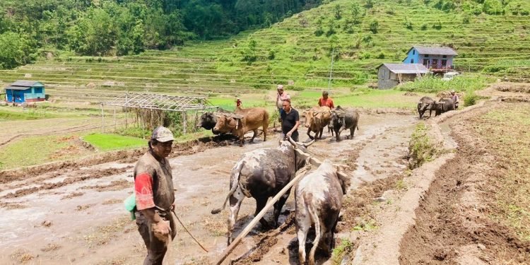 गलकोटमा रोपाइँको चटारो