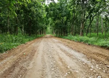 जङ्गलभित्रको राजमार्गमा तीव्र गति र ओभरटेक निषेध