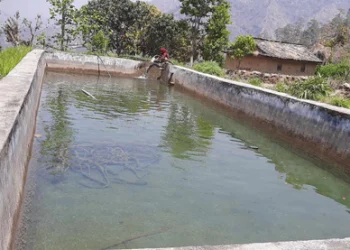 पोखरीमा पानी सङ्कलन गरेर सागसब्जी फलाउँदै कैलालीका किसान