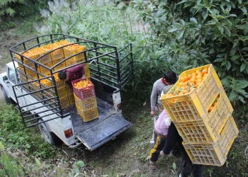 सुन्तला बेचेर म्याग्दीमा भित्रियो २१ करोड