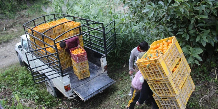 सुन्तला बेचेर म्याग्दीमा भित्रियो २१ करोड