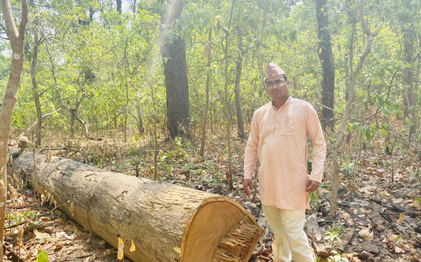 सामुदायिक वनमा अवैधरुपमा सालका रुख कटानी