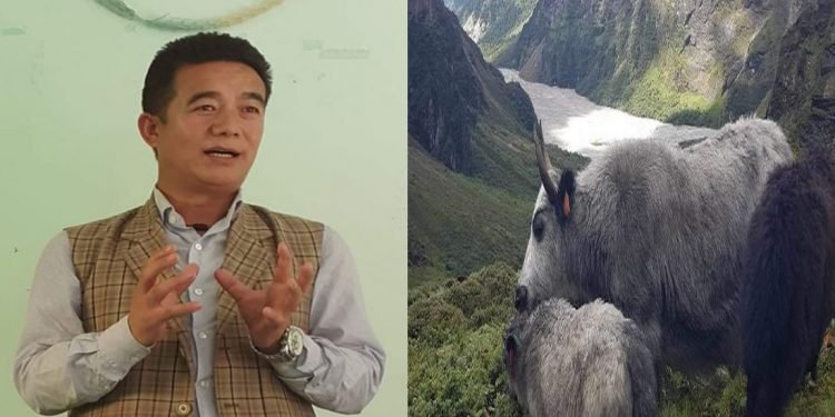 हेलम्बु गाउँपालिका जुट्यो चौँरी संरक्षणमा